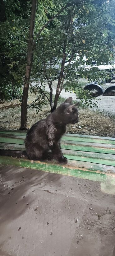 бесплатно отдам даром: Котенок
Даром
