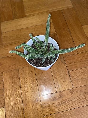 boja sampanjca: Sukulenta/kaktus u saksiji – verovatno rod Cleistocactus (penasti — 2