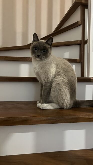 показы 1 354 72 договорная кошка даром британская короткошёрстная 1 год мальчик метис 2 позвонить написать: Сиам, 1 жаш, Ургаачы, Лотокко барууга үйрөтүлгөн