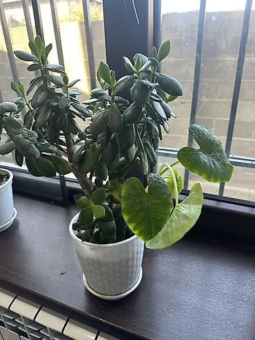 Эпипремнумы и сциндапсусы: Эпипремнум (Scindapsus, “плющ-потос”) в горшках. Варианты: - Куст с — 17