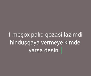 породистые собаки в добрые руки: Məhsul: Palıd qozası (təbii yem) Təsvir: - Hinduşqa üçün yem kimi at lalafo.az породистые собаки в добрые руки: Məhsul: Palıd qozası (təbii yem) Təsvir: - Hinduşqa üçün yem kimi