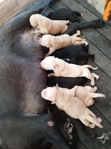 cau cau qiymeti: Labrador-retriver, 1 ay, Erkek, Ünvandan götürmə