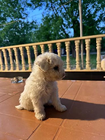 husky sekilleri: Pudel, 1 ay, Dişi, Peyvəndli, Ünvandan götürmə — 3
