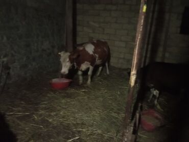 Gəmiricilər: Fermer təsərrüfatları üçün əlverişli, qəhvəyi və ağ rənglərdə olan