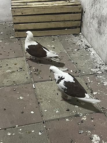 goyərcin yuvasi: Nikalayski qırmızı çəplər satılır təzə cüt düşblər — 2