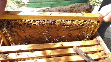 Arılar: Arı ailəsi satılır. Qiyməti 250-300 AZN. Bir ramkası 30 AZN. Ünvan