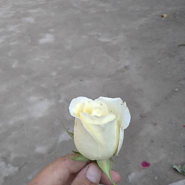 Роза: Саженцы чайно-гибридных роз (садовые кустовые розы) разных окрасок — 9