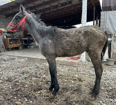 Лошади, кони: Продаю | Жеребенок | Для разведения | Племенные at lalafo.kg — 6 Лошади, кони: Продаю | Жеребенок | Для разведения | Племенные — 6