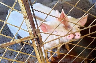 Свиньи: Продаются кабаны
кастрированые за каждого кол-во 2 шт