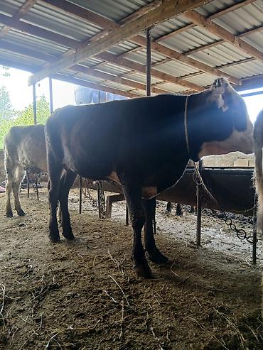 Dana, buzov: 3 erkək 2 dişi dana — 2