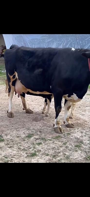 Inəklər, öküzlər: Südlük inək və balası - Cins: qara‑ağ (Holştin tipli) süd istiqamətli — 12