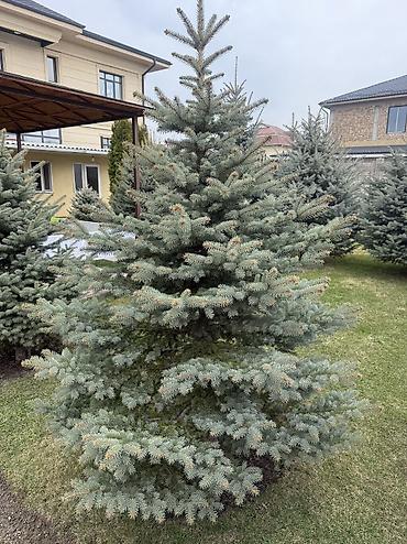 Ель: Продаю Ели голубые от 2-4 метров, колоновидные туи 4 метровые: густые — 37