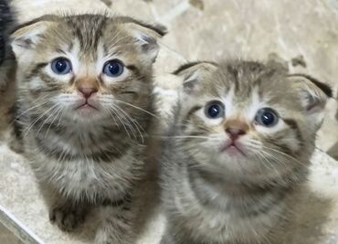 Продажа кошек: Шотландские вислоухие котята (Scottish Fold) 1.5 месяца Цена