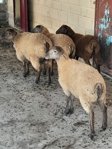 quzu qabi: Quzular dişi toğlular erkey quzlar var lalafo.az -da quzu qabi: Quzular dişi toğlular erkey quzlar var