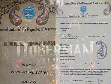 İtlər: Doberman, Dişi, Peyvəndli — 6