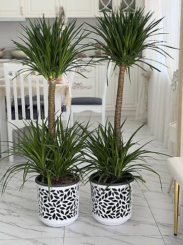 драцену маргината: Драцена (Dracaena marginata) в декоративных кашпо — напольные — 2