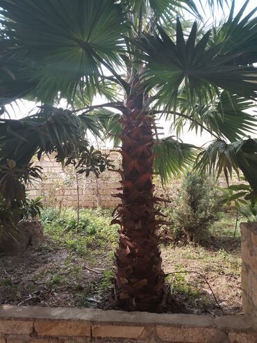 Ev və bağ: Palma agaclari satiram almaq istiyen elaqe saxlasin govdesinin