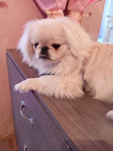İtlər: Pekines, 8 ay, Erkek, Peyvəndli, Pulsuz çatdırılma
