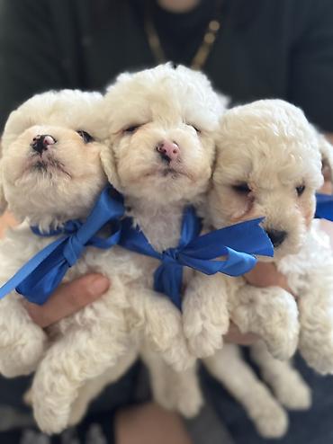 İtlər: Pudel, 2 ay, Erkek, Ödənişli çatdırılma — 8