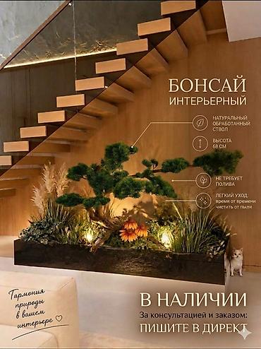 бамбук комнатный купить: Интерьерный бонсай — стильный акцент для дома, офиса или салона — 3