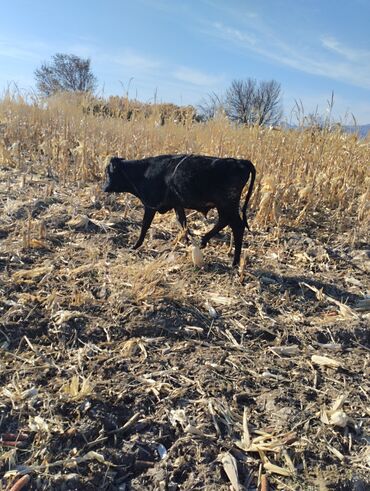 ит доберман: Продаю | Бык (самец), Музоо, торпок | Алатауская | На откорм, На забой, Для разведения | Искусственник