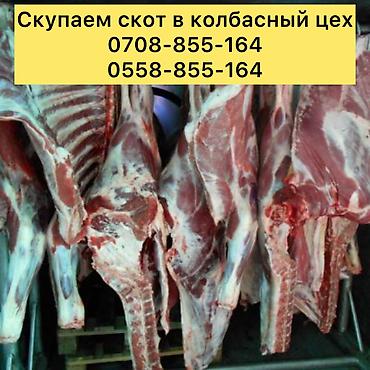 мяса оптом: Частное лицо, Колбасный цех : Коровы, быки, Лошади, кони, | Круглосуточно, Любое состояние, Забитый — 7