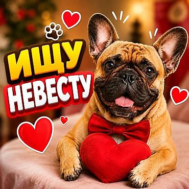 собачья: Вязка французского бульдога — кобель ищет невесту. 🐾 ИЩУ НЕВЕСТУ! ❤️ — 1