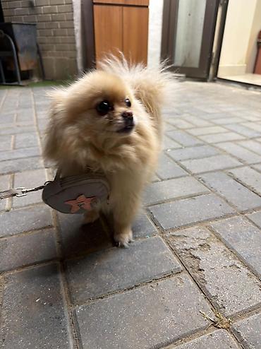 heyvan sekilleri yukle: 🐶 Satılır – Çox Şirin Dişi Pomeranian (Spitz) 🐶 2 yaşlı, dişi, çox — 9