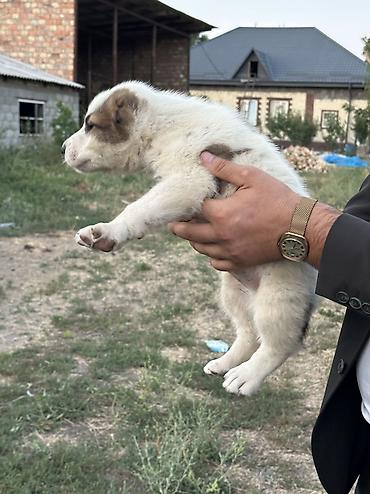 Продажа собак: Алабай, 1 месяц, Самец — 12