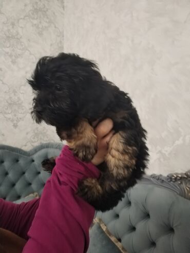 İtlər: Məhsul: Yavru itlər (iki bala) Təsvir: - Cins: Kiçik ölçülü, uzun — 7