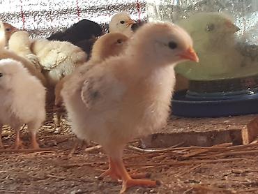 Quşlar: Salam tam saglam 7 gunluk kend cuceleri satlir isdeyen buyra biler — 2