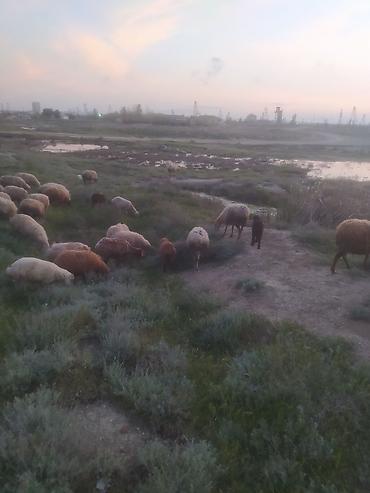 Qoyunlar, qoçlar: Qoyunlar — 4