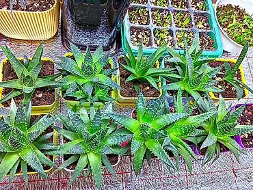 алоэ гулу: Aloe Aristata. Tək 3 manat. 2 və daha çox 2.50. 1-2 aylıqdılar. Böyük — 2