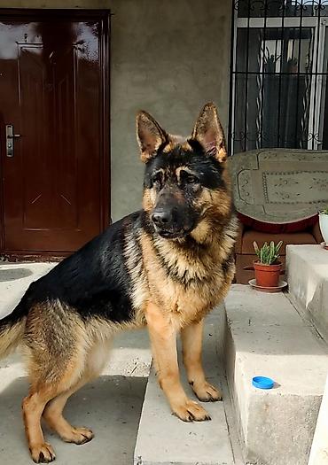 balaca cins itler: Alman çoban iti, 3 il, Erkək — 2