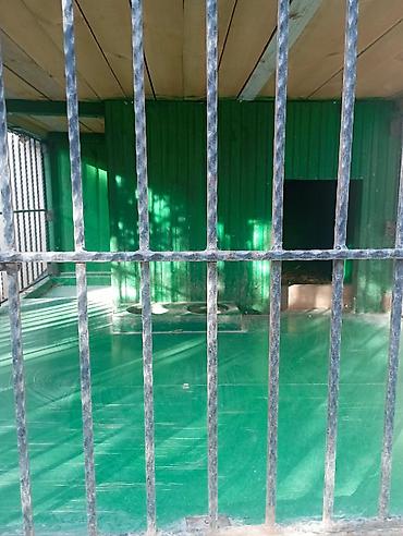 layka iti: 1 ildir alınıb 6 ay istifadə olunub it artıq olmadığı üçün satılır 650 — 5