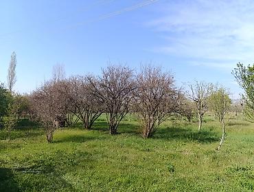 bağça satılır: 60 sot, Kənd təsərrüfatı, Mülkiyyətçi, Kupça (Çıxarış), Bələdiyyə — 4