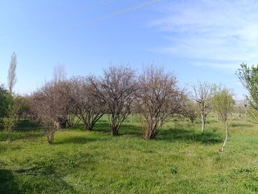 kiraye yolu ile satilan evler: 60 sot, Kənd təsərrüfatı, Mülkiyyətçi, Kupça (Çıxarış)