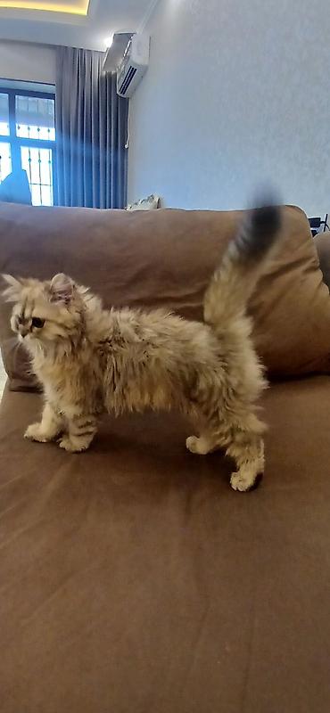 Pişiklər: Britan, Dişi, Ünvandan götürmə — 6