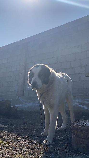 Вязка собак: Порода: среднеазиатская овчарка (алабай), . Окрас: белый с черными — 7