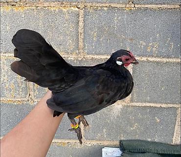 Птицы: Продам карликовых кур бемтамок, Китайский шелк: петушки и курочки — 3