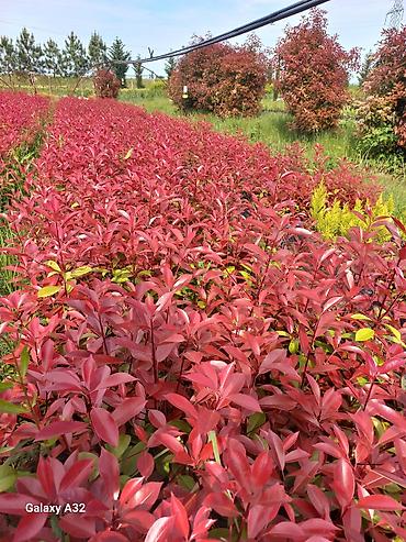 akvaryum bitkileri: Məhsul: Fotiniya (Photinia x fraseri ‘Red Robin’) dekorativ kol — 2