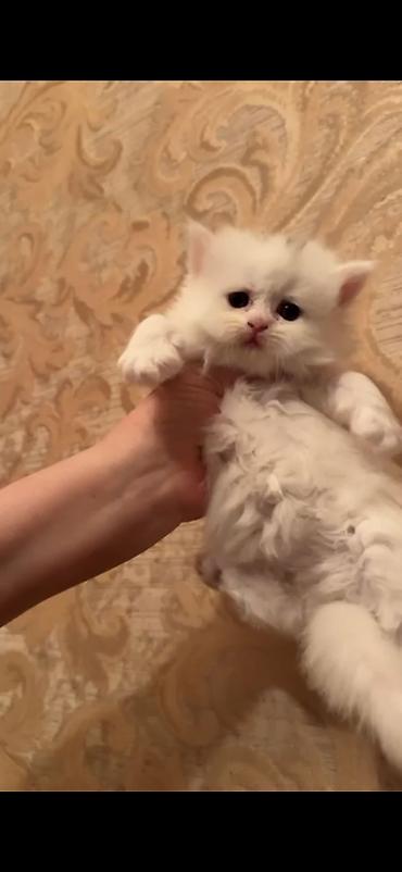 Pişiklər: Şotland yastı qulaq, Dişi — 5