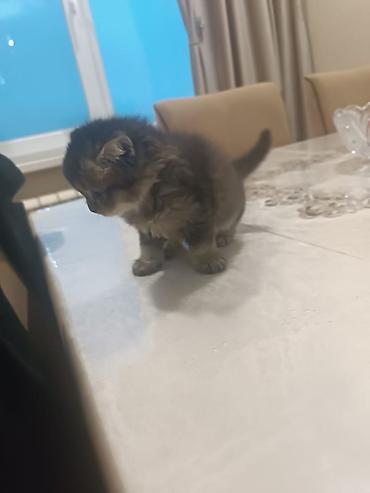 Pişiklər: Britan — 11