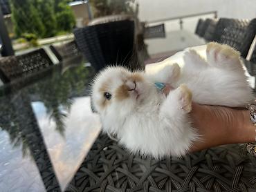 Dovşanlar: 1 aylıq balaca🐰 Hazırda məndə bu çox şirin dovşanım var 🥹🤍 Çox şirin — 8