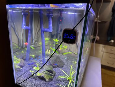 Akvariuma çox yaxşı baxılııb üstündə bütün lazımlı ləvazimatları