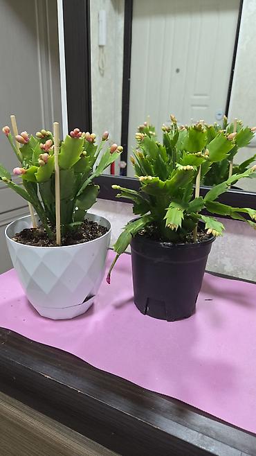 Кактусы: Комнатные растения и декоративные композиции с суккулентами и — 3