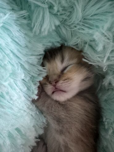 Продажа кошек: Скотиш Фолд (Шотландская вислоухая), 2 месяца, Девочка at lalafo.kg — 3 Продажа кошек: Скотиш Фолд (Шотландская вислоухая), 2 месяца, Девочка — 3