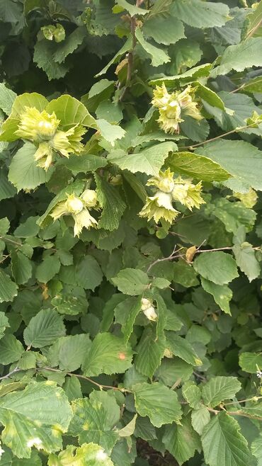 Torpaq sahələrinin satışı: 27 sot, Kənd təsərrüfatı, Mülkiyyətçi, Kupça (Çıxarış), Texniki pasport — 5