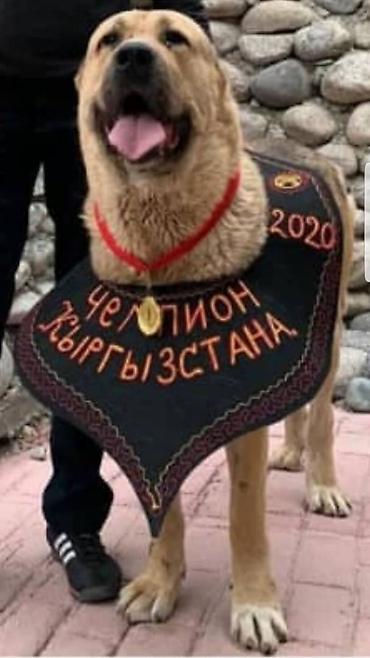 Продажа собак: Шикарные Щенки САО . Среднеазиатской Овчарки ХОРОШИХ БОЙЦОВСКИХ — 19