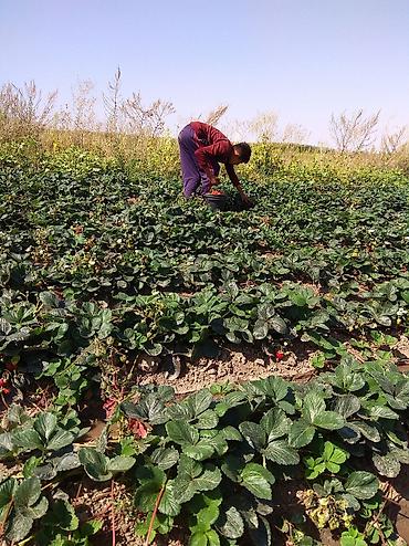 Другие специальности: Жумушчулар керек ; жумуш дыйканчылык,Клубника,малина — 17